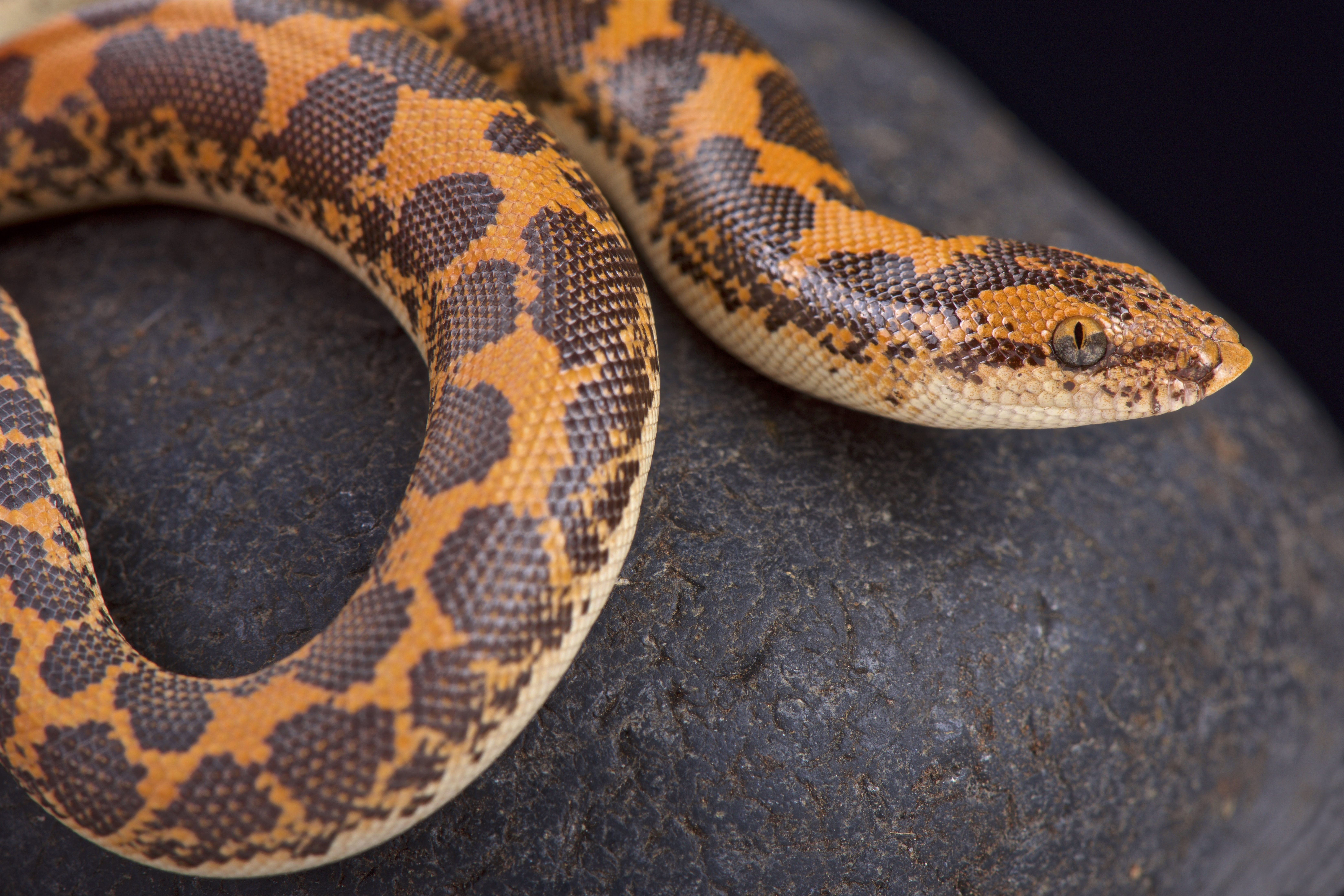 A Kenyan sand boa | Source: Getty Images