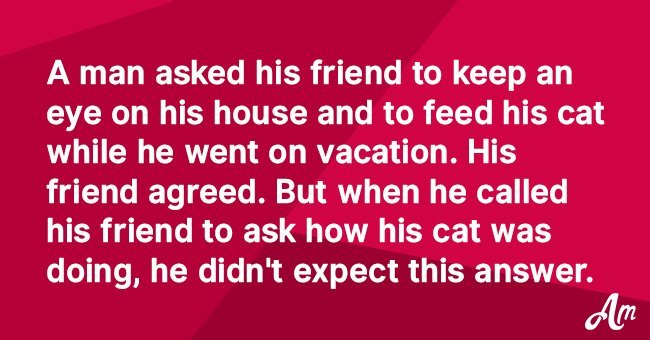 Man asked his friend to cat-sit for him with unexpected consequences