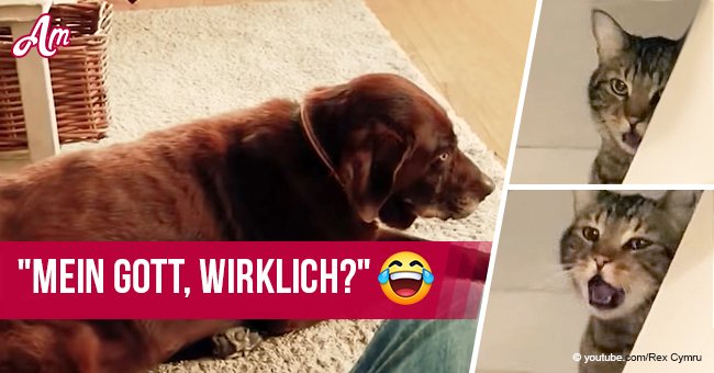 Ein komisches Video von einem furzenden Hund und einer kotzenden Katze erobert Internet