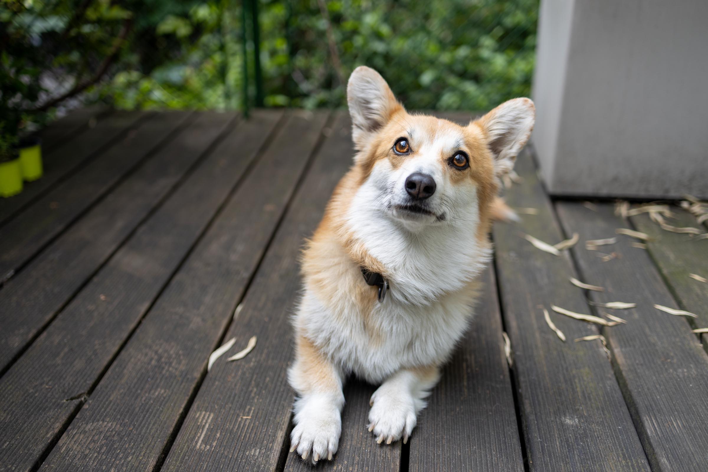 A Corgi | Source: Getty Images