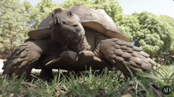 Patrick Dempsey's tortoise in his former Malibu home from a video dated October 29, 2014 | Source: youtube.com/@Archdigest
