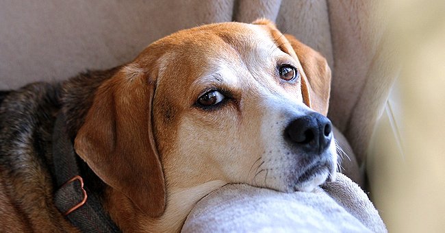 Un perro descansando. | Foto: Pixabay Un perro descansando. | Foto: Pixabay