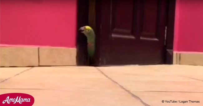 Parrot quickly becomes internet sensation for his "evil laugh"