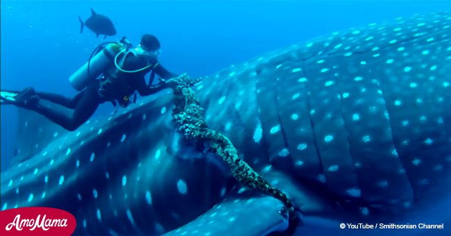 Amazing moment diver rescued huge whale shark from fishing rope (video)