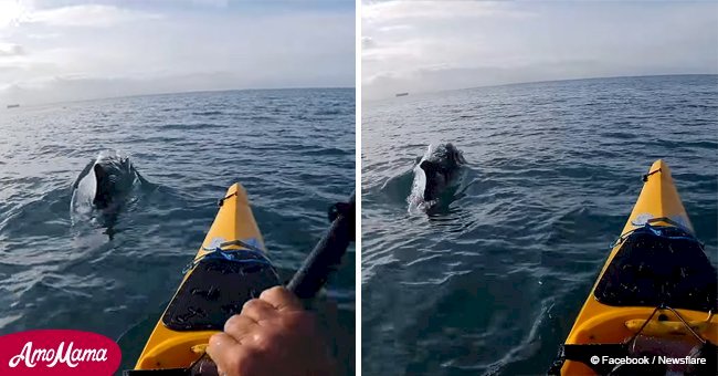 Kayaker expecting to be alone at sea encounters friendly creatures surrounding him