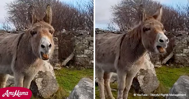 Cute donkey sings out an incredibly high note as she enthusiastically greets a regular visitor