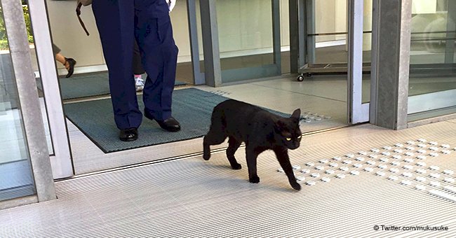 Adorable cats fail to enter Japanese art museum for more than two years