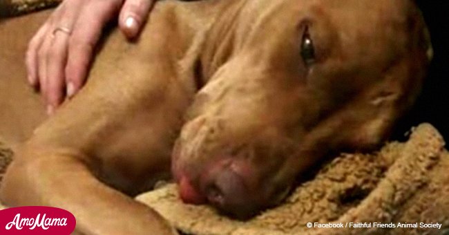 Vets can't figure out what’s wrong with exhausted dog until they find drugs in its blood