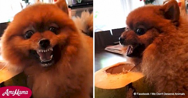 Tiny pooch goes crazy over coconut and snarls when anyone gets close