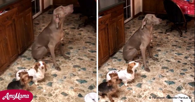 Dad lines up dogs like 3 guilty children. Little pests know that they are to blame