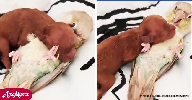 Patient parrot lets newborn puppy cuddle with him in this cute video
