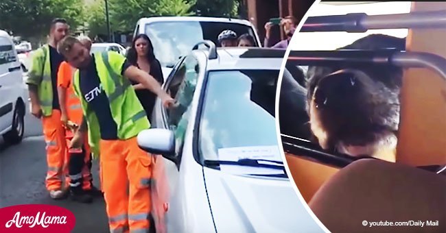 Workman smashes car’s window with hammer as he couldn’t see 3 creatures inside hot car