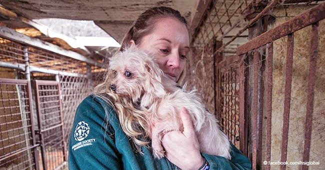 200 perros desesperados rescatados justo a tiempo del matadero donde serían usados como carne