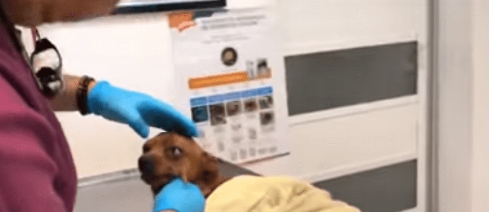 Princesa, siendo examinada por un veterinario. | Fuente: Facebook / Mundo Patitas