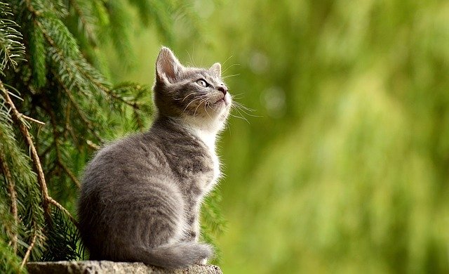 Foto einer grauen Katze, die nach oben schaut | Quelle: Pixabay