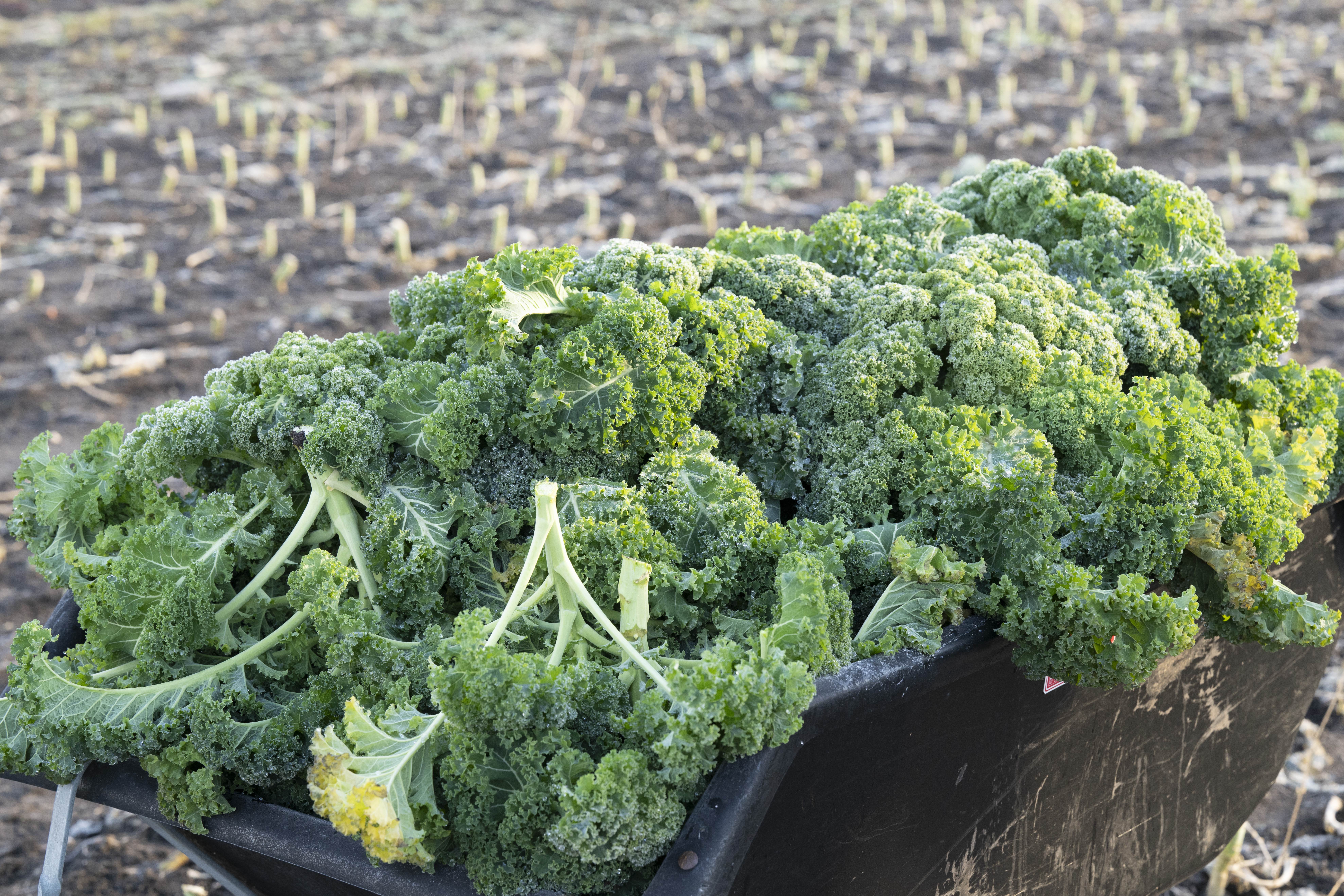 A cart with kale stands in a field | Source: Getty Images