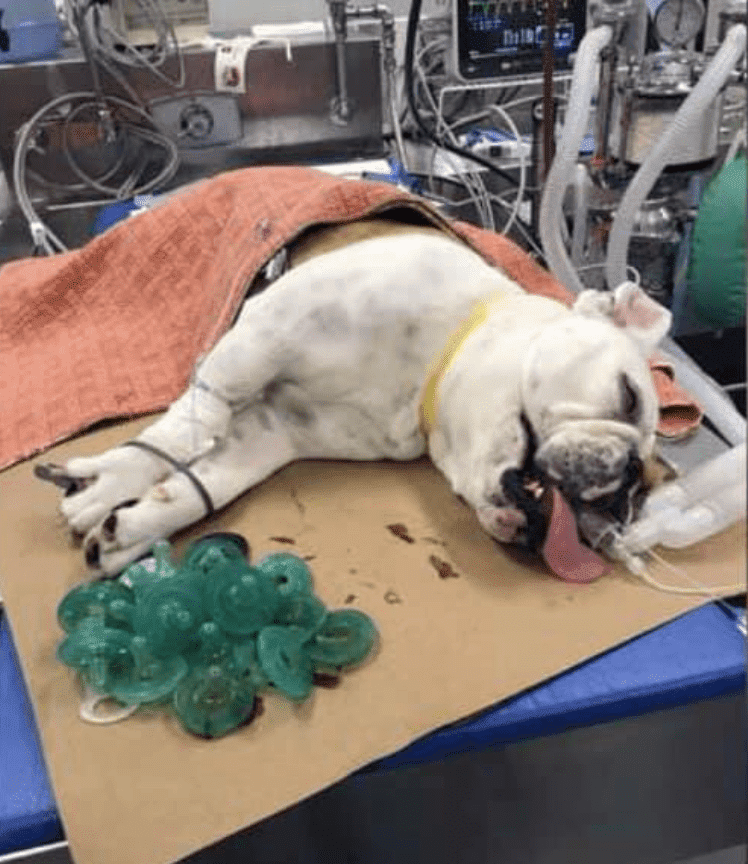 Mortimer lays unconscious on bed after undergoing an endoscopy. | Source: Facebook/Newsonpets