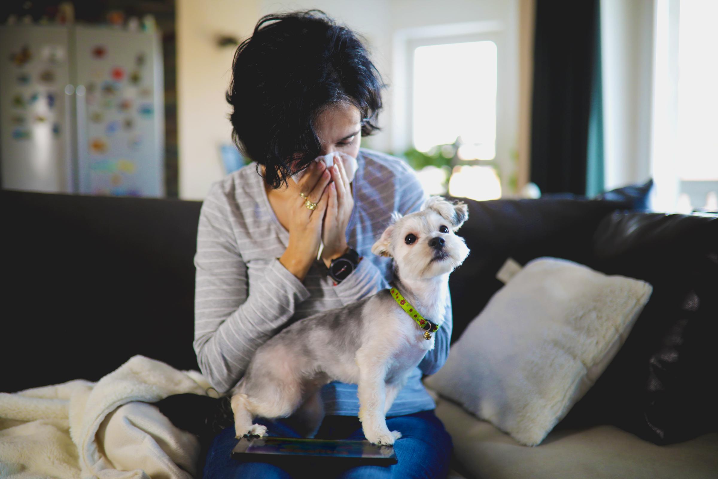 A woman blowing her nose with her dog on her lap | Source: Getty Images