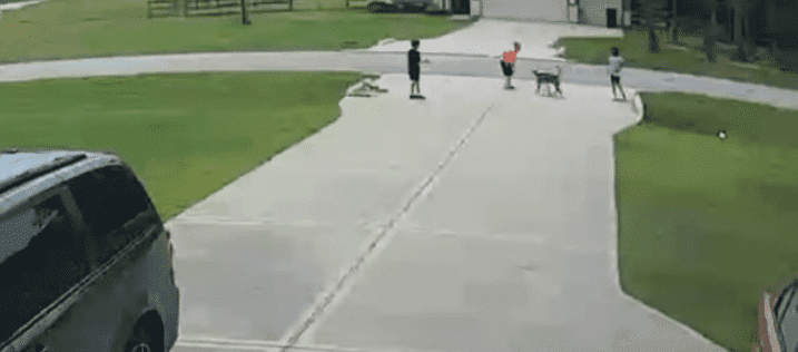 Pit bull getting ready to attack Mason Lindeman outside his Texas home on July 21, 2019 | Photo: YouTube/KPRC 2 Click2Houston