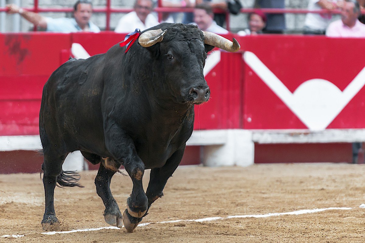 Toro en una corrida. | Imagen: PxHere Toro en una corrida. | Imagen: PxHere