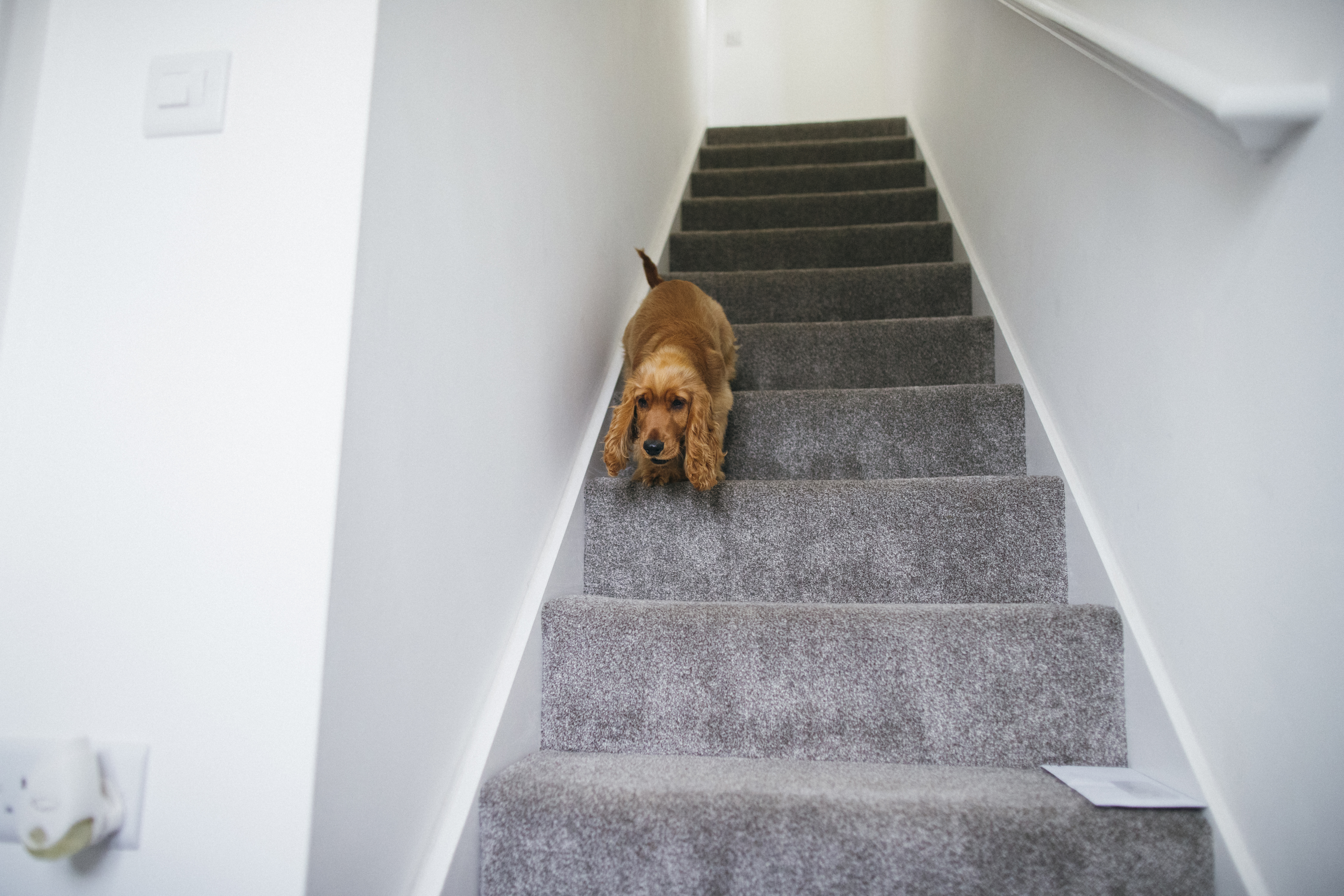 Dog running down the stairs in a house | Source: Getty Images