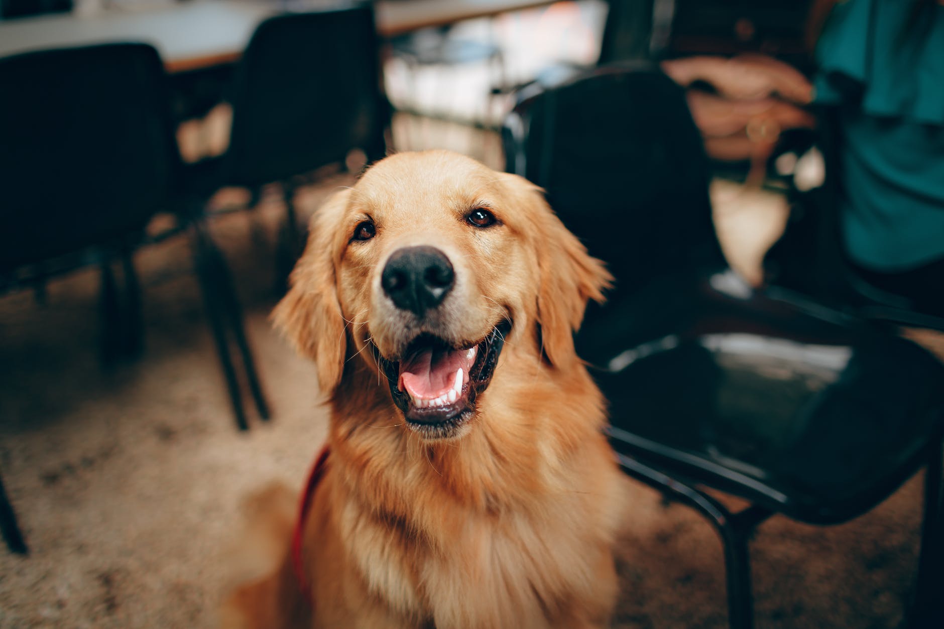 Foto de un perro ladrando.| Foto: Pexels Foto de un perro ladrando.| Foto: Pexels
