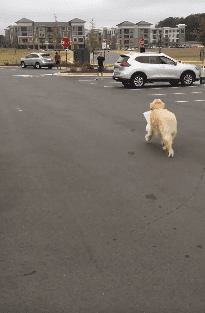 Ellie the golden retriever heading back to her owner with the curbside pickup of their takeout chicken order. | Source: Facebook/Chick-fil-A at Carraway Village.