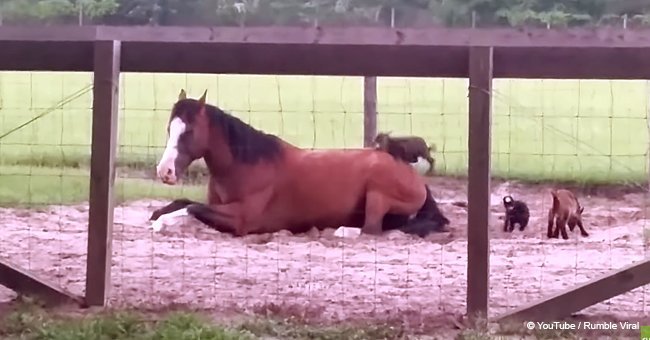 Video of baby goats playing with a patient horse goes viral