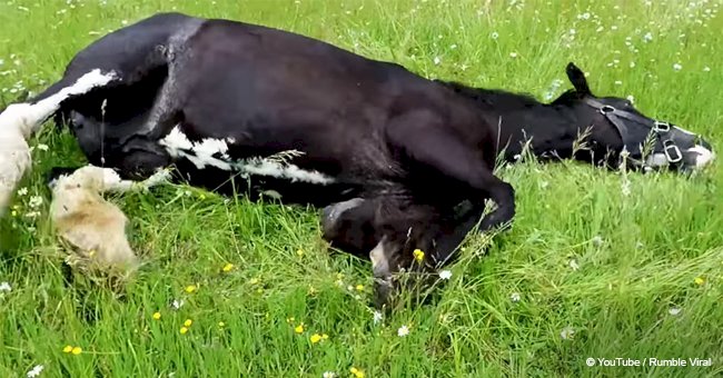 Clydesdale has an emotional response to running free in a meadow (video)