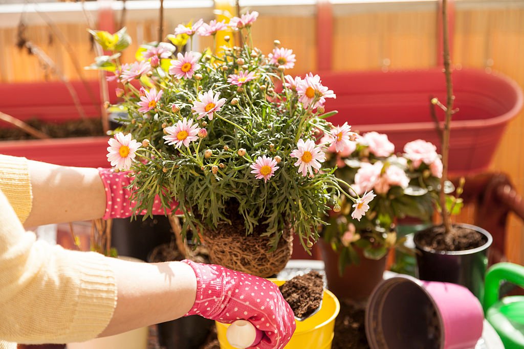 Fleurs très résistantes | Photo : Getty Images