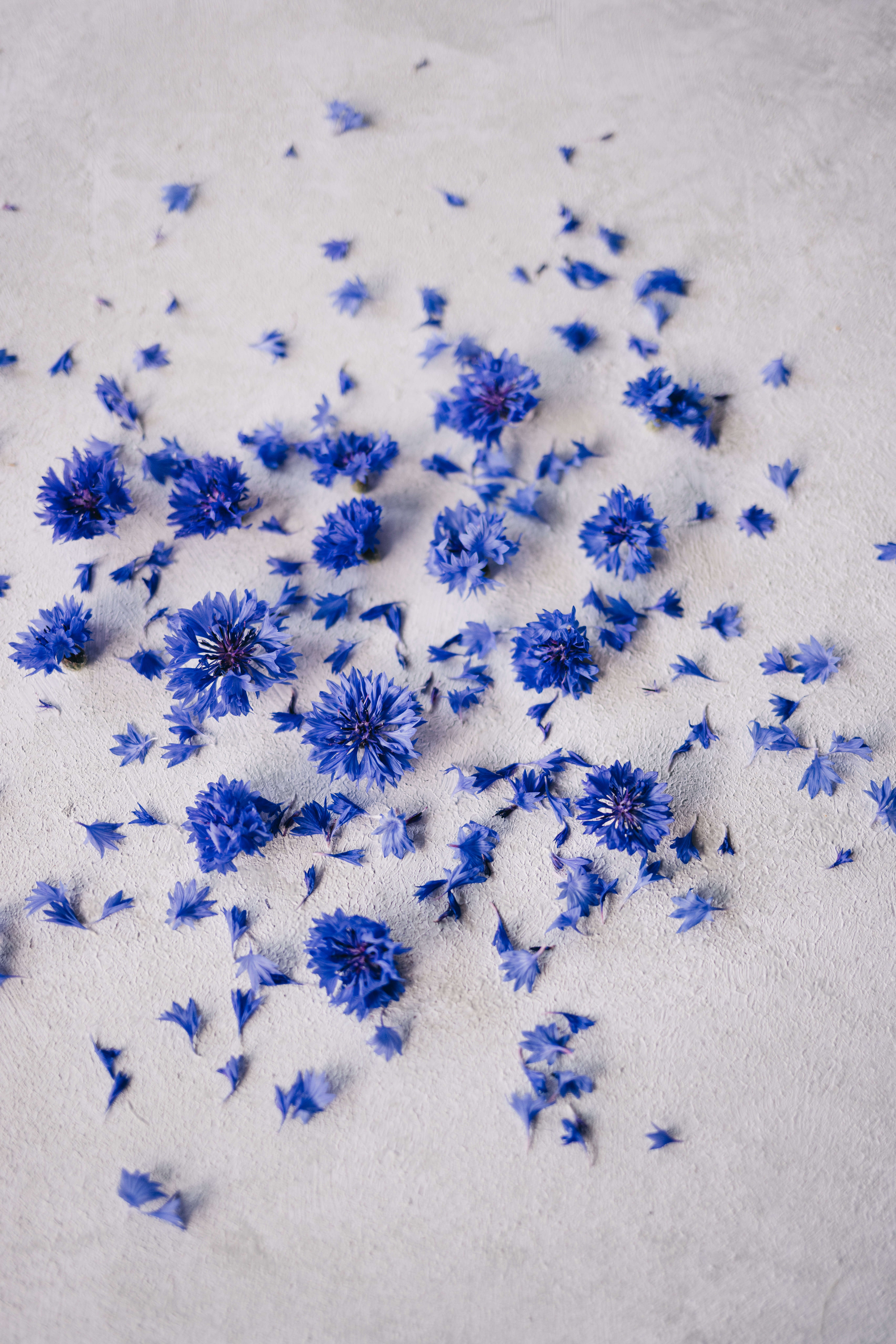 Blue flowers and petals strewn on the floor | Source: Pexels