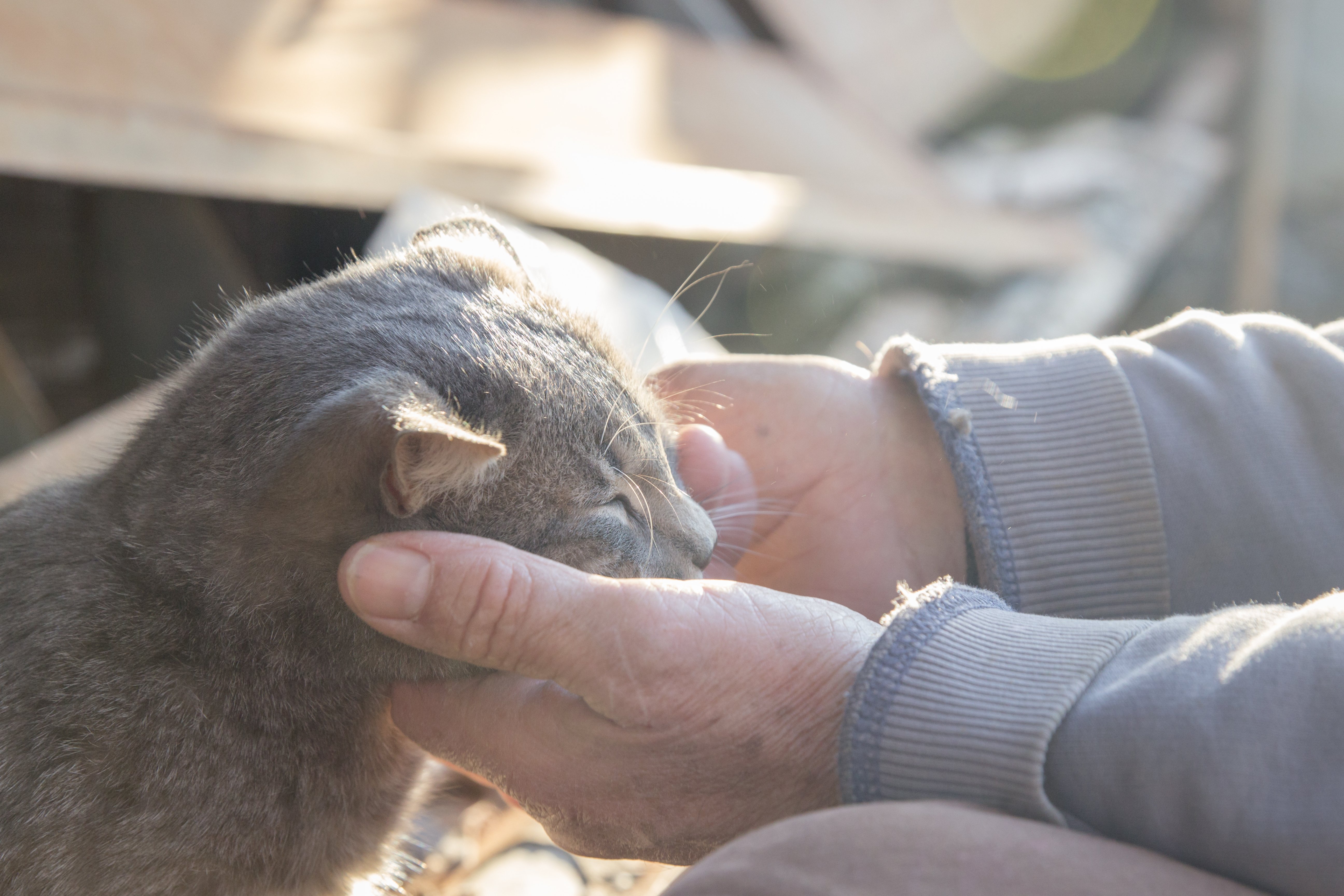 Old man petting a cat. | Source: Shutterstock