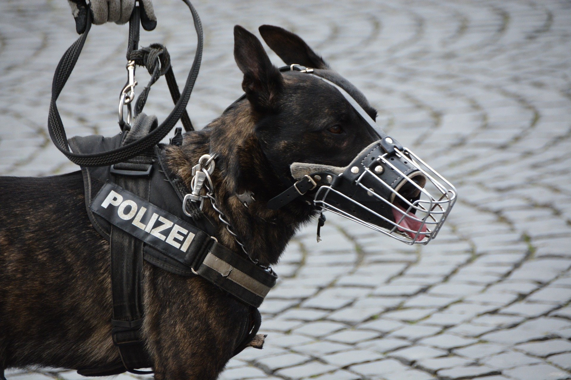 A photo of a police dog with mouth guard. | Photo: Pixabay