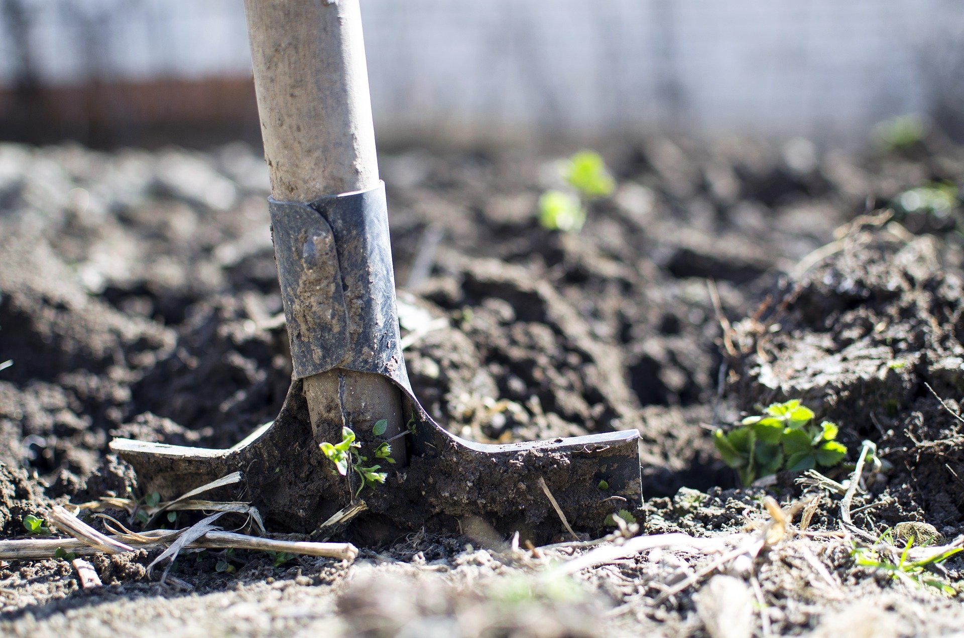 A shovel standing in a patch of soil. | Photo: Pixabay.com/Goumbik
