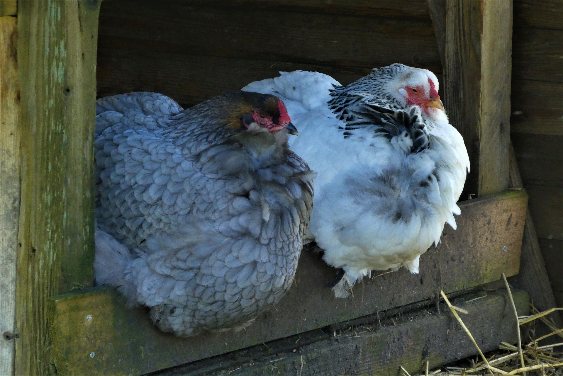 Pictured - Two chickens, brown and white sitting in a chicken coop | Source: Pixabay 