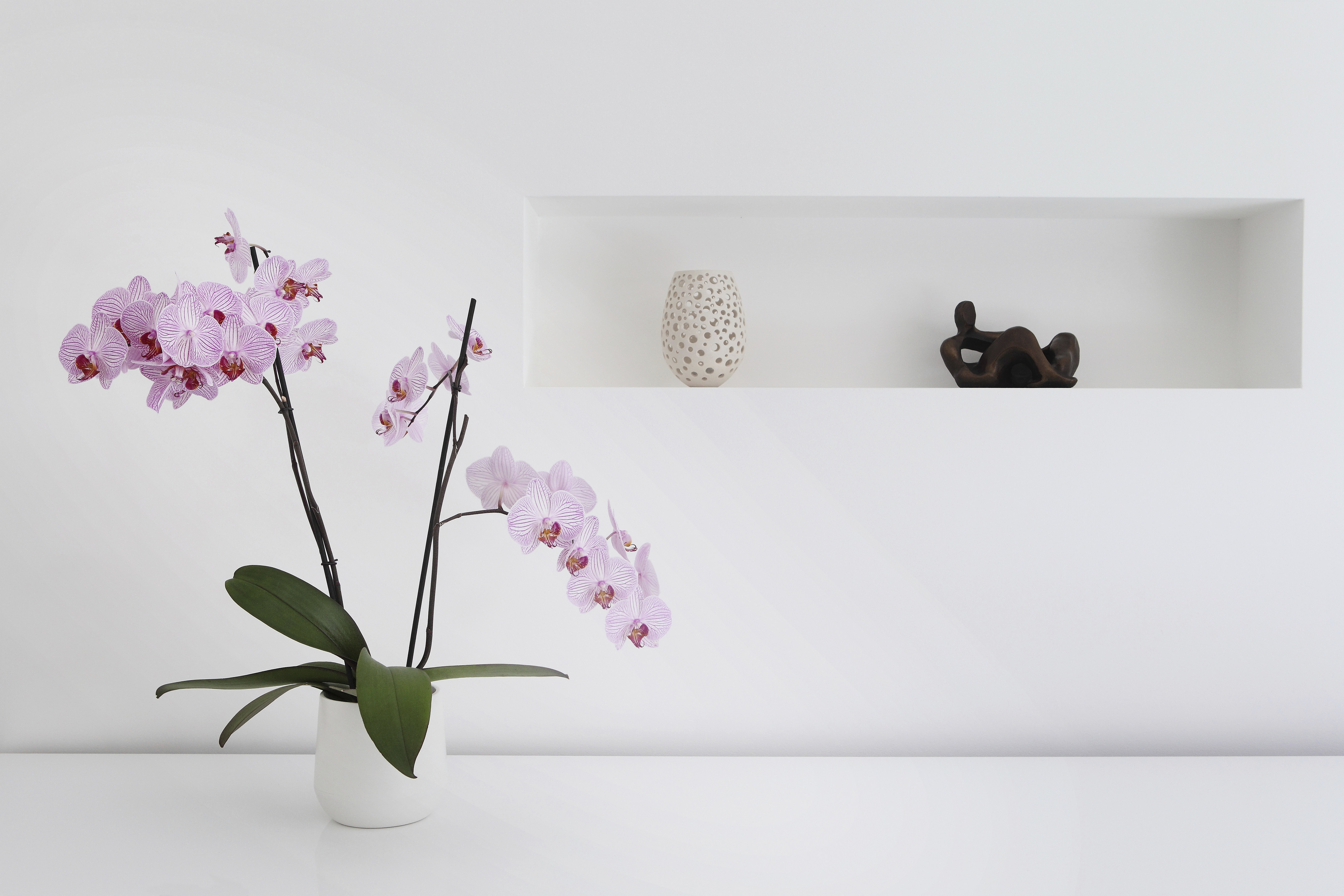 Pink orchid plant and ornaments in room | Source: Getty Images