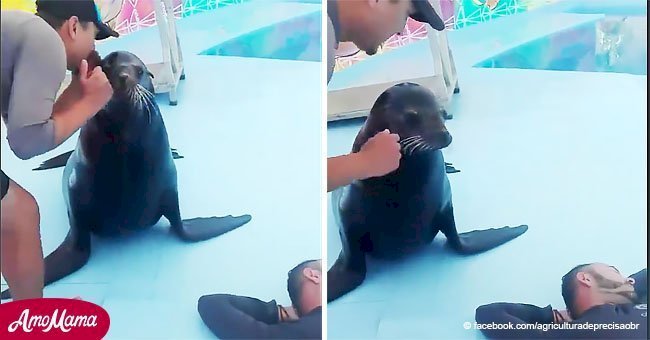Sea lion scares her carer with a sweet trick, then laughs like a person (video)