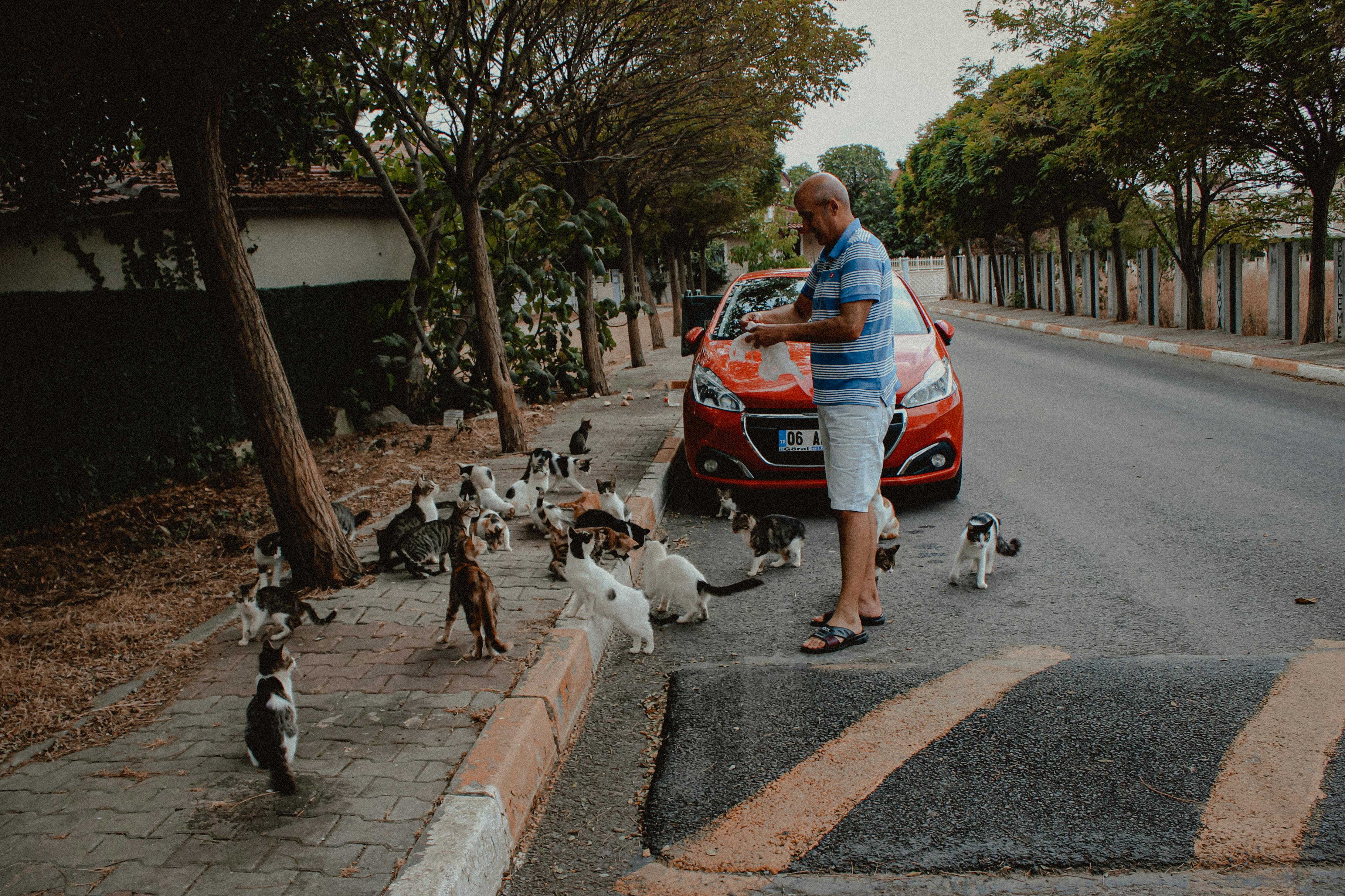 A person feeding stray cats | Source: Pexels