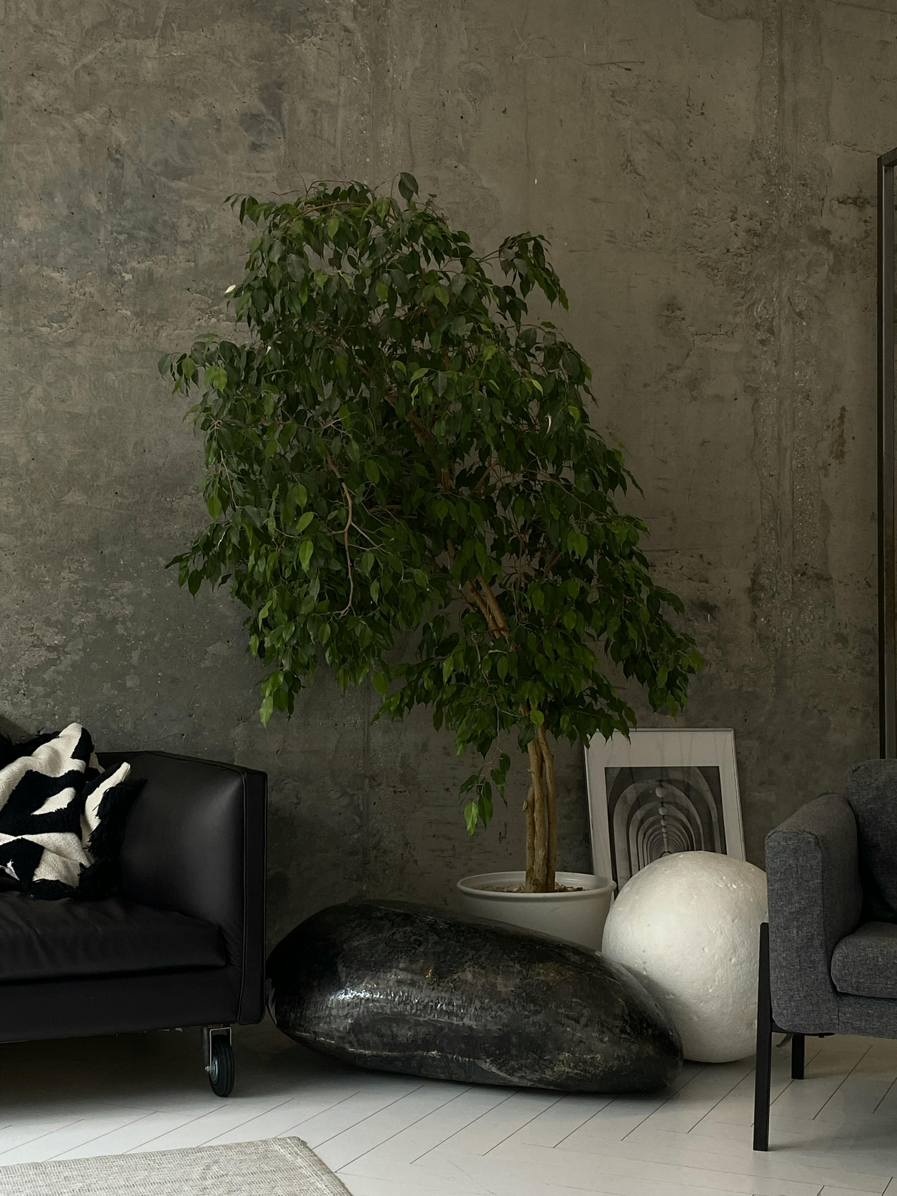 A potted plant in the living room | Source: Pexels