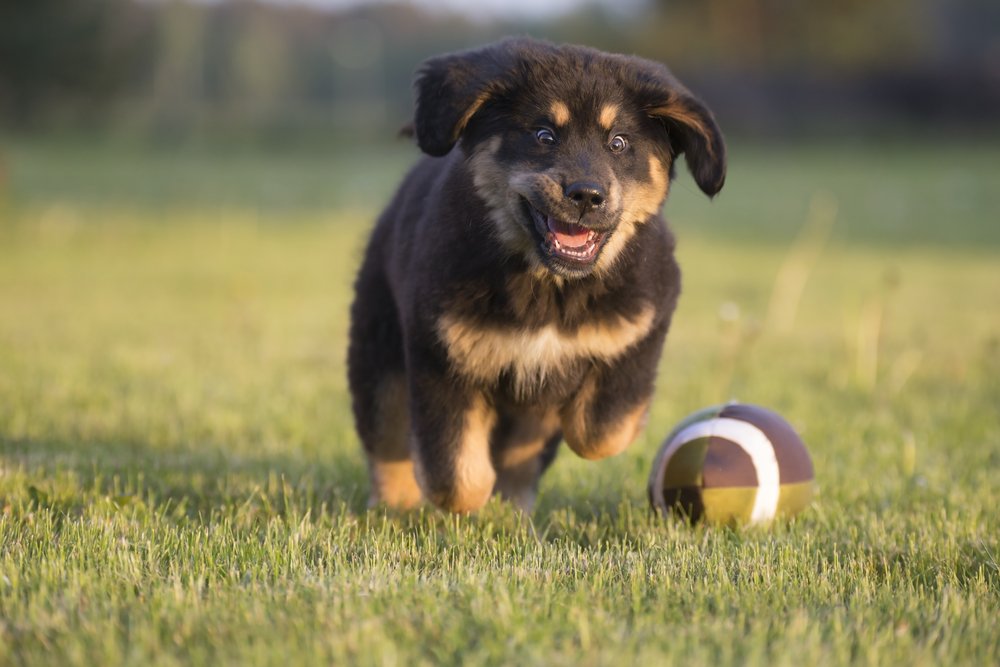 Der tibetische Mastiff-Welpe läuft entlang des Fußballs herein | Quelle: Shutterstock