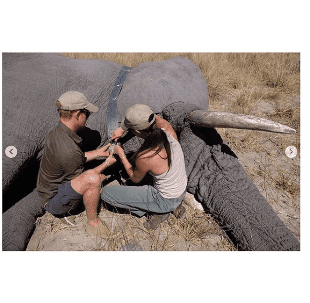 The Duke and Duchess placing a device on an elephant in Botswana. I Image: Instagram/ sussexroyal