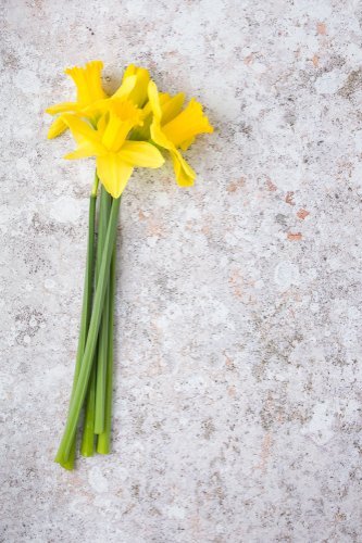 A bunch of daffodils. | Source: Shutterstock.