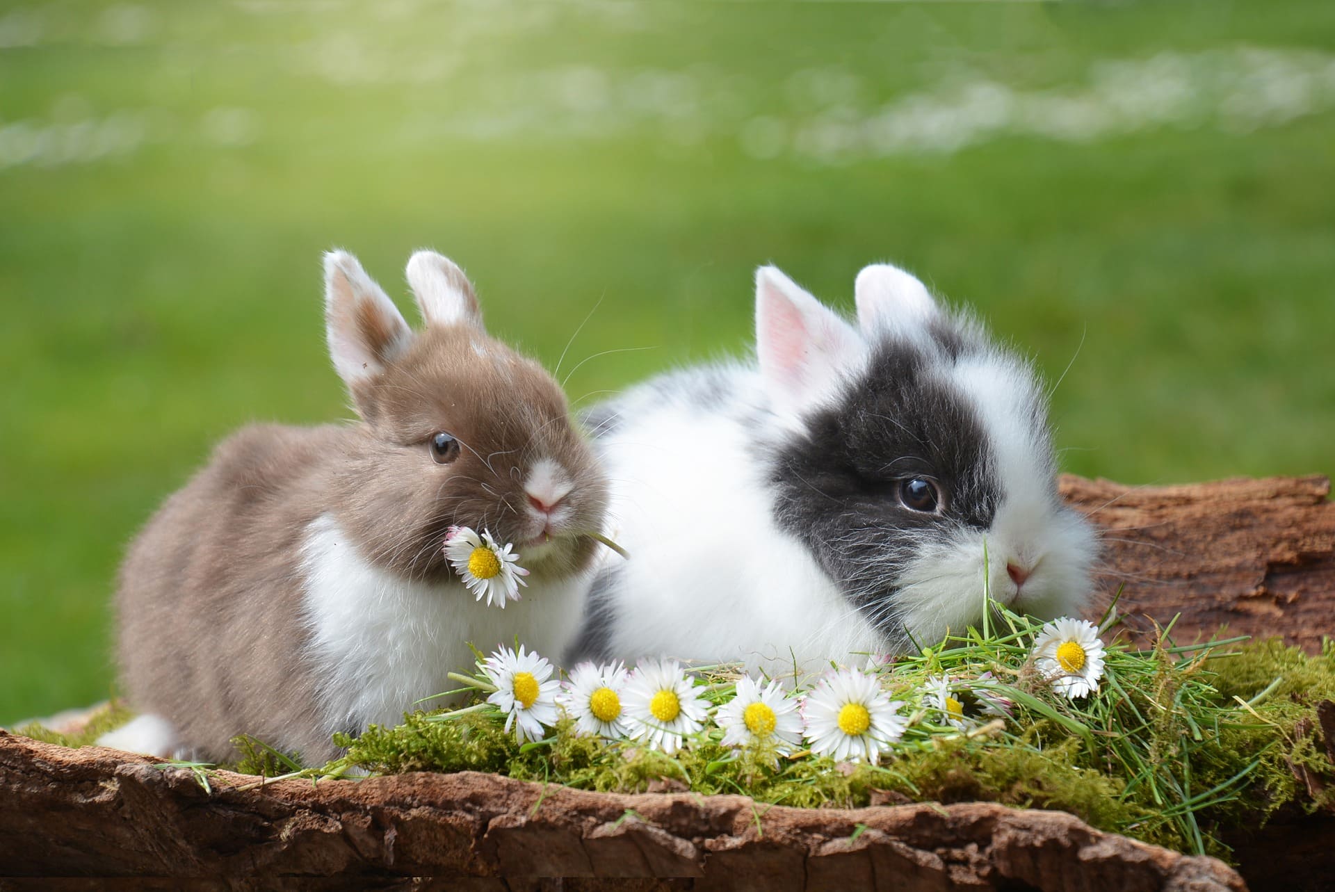 Two fluffy rabbits eating flowers  | Source: Pixabay