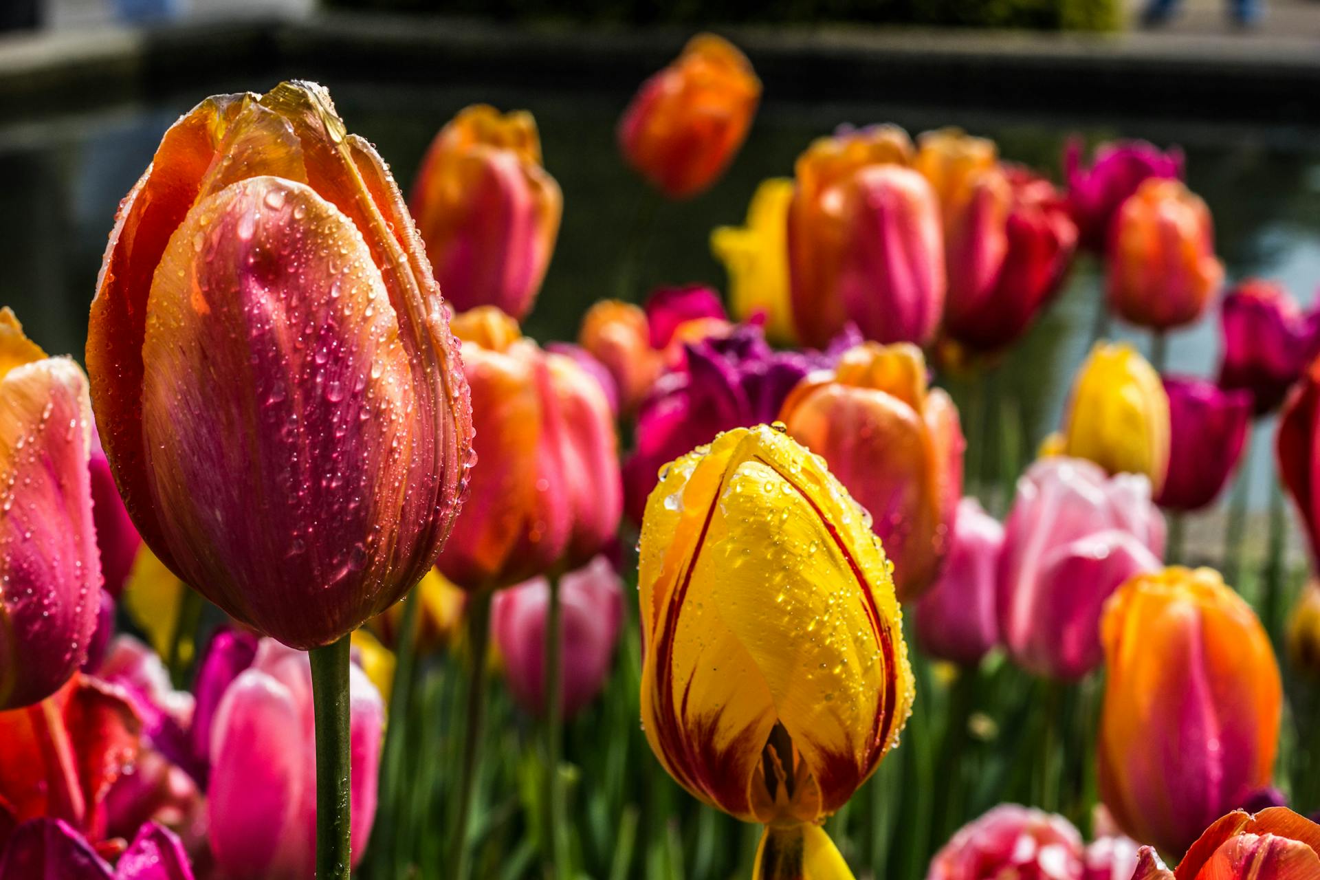 Tulips | Source: Pexels