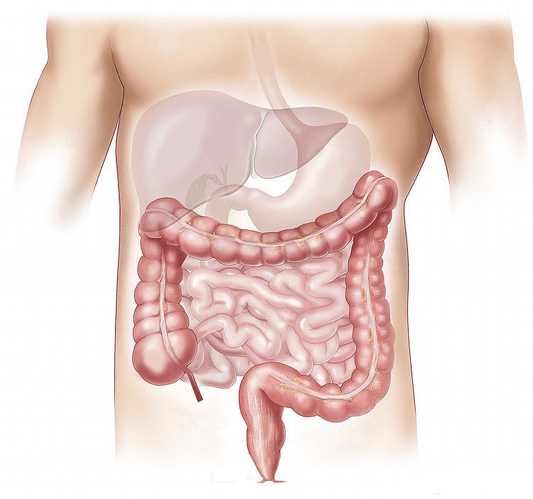 Órganos del cuerpo humano. | Imagen: Pixabay Órganos del cuerpo humano. | Imagen: Pixabay