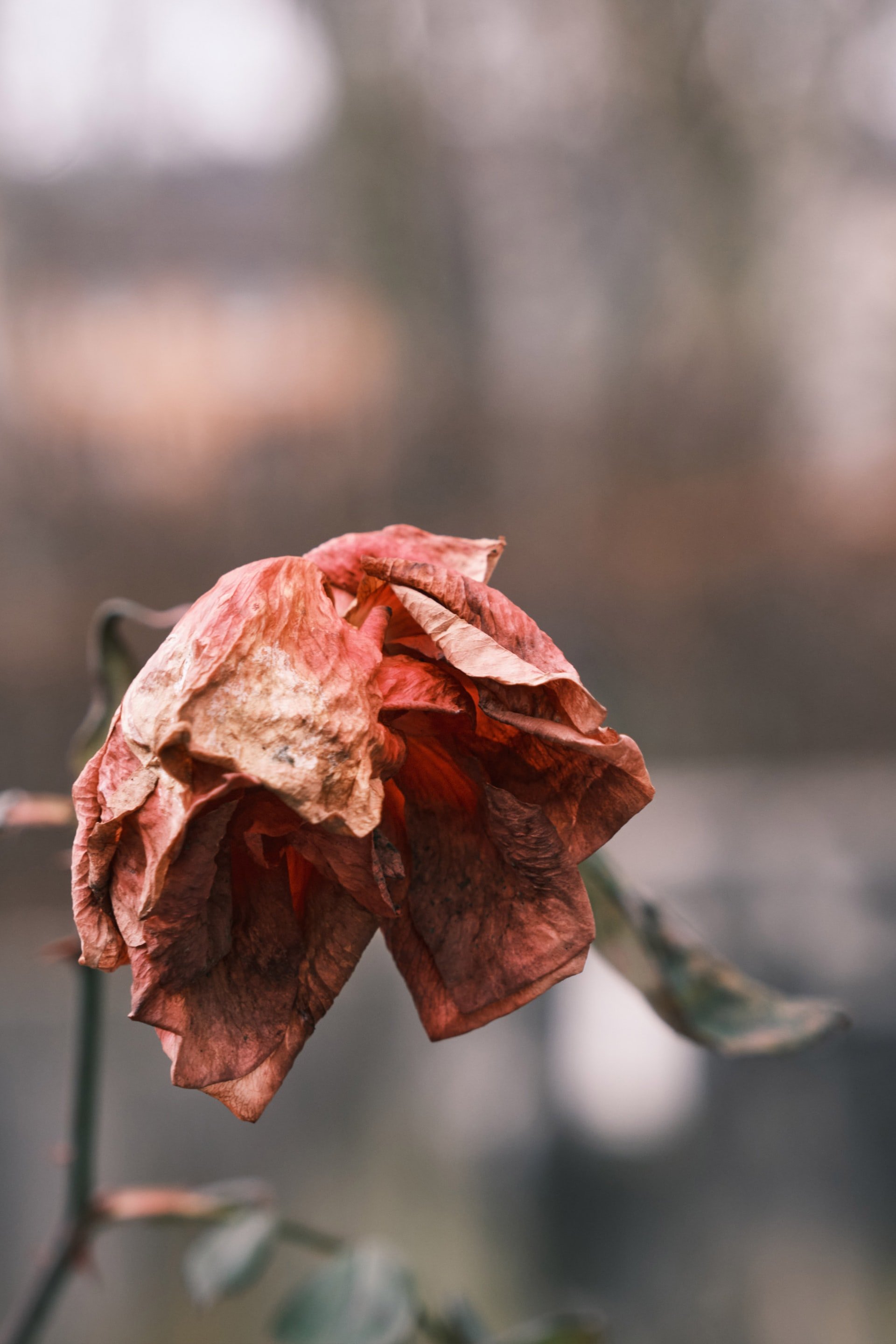 Withered flower | Source: Unsplash