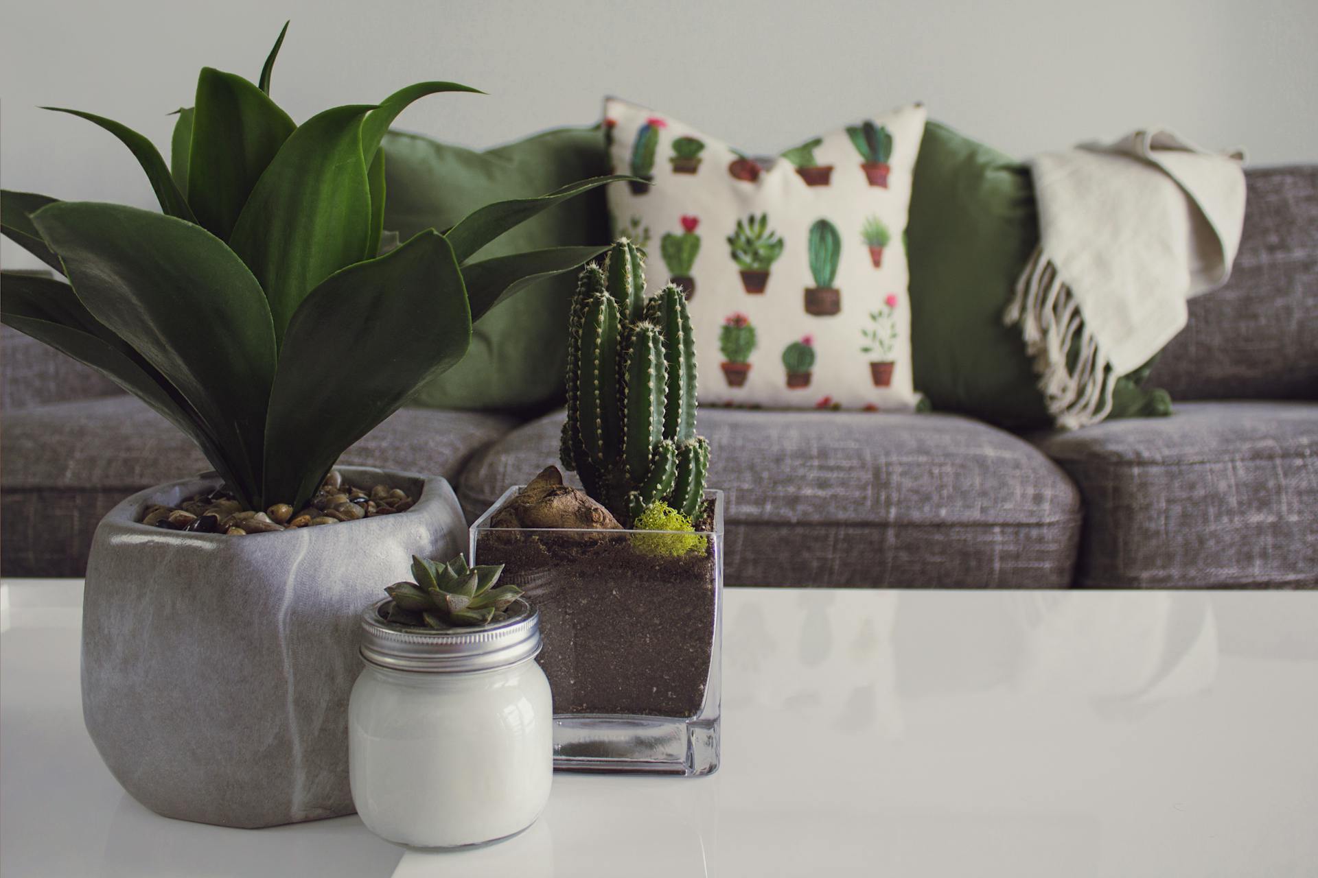 Pequenas plantas em uma sala de estar | Fonte: Pexels