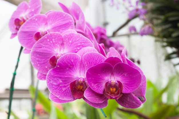 Orquídeas.| Imagen: Freepik