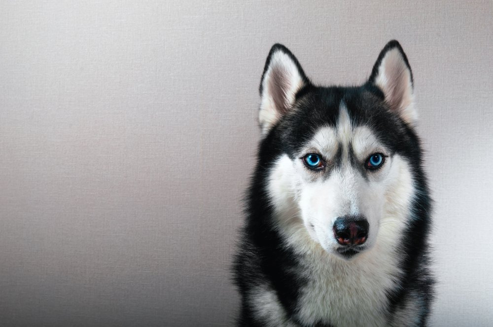 Pictured - A photo of a black and white Siberian husky dog with blue eyes | Photo: Shutterstock