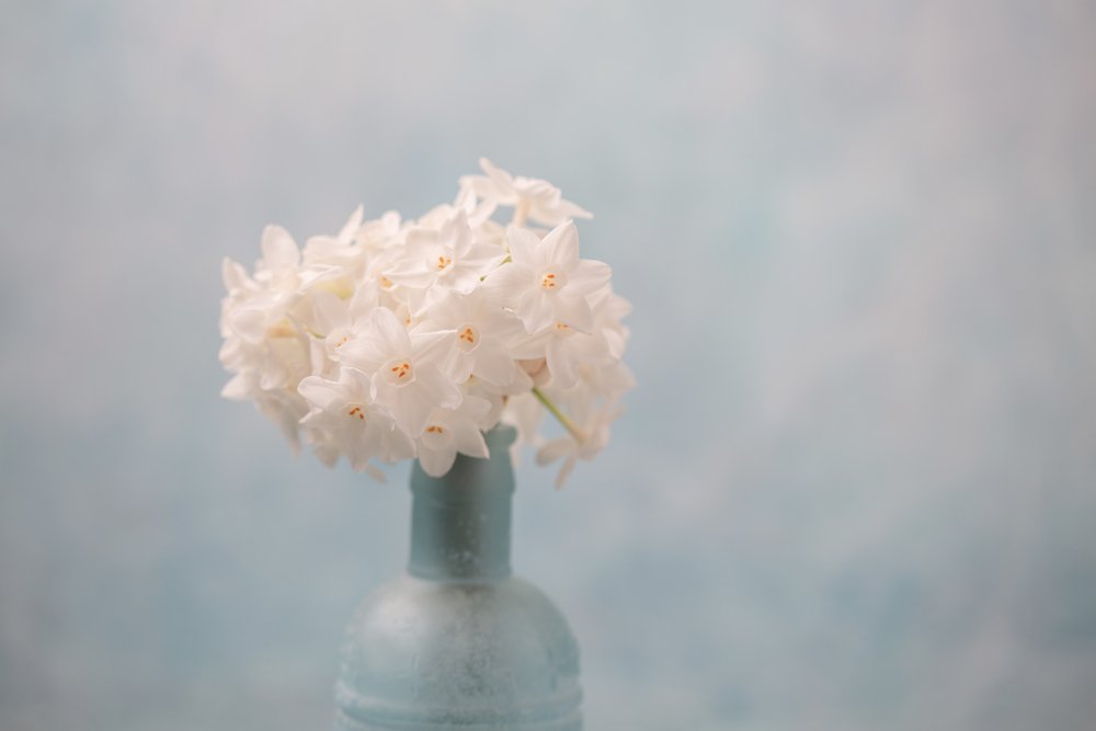 A bouquet of Paperwhite Narcissus in a blue bottle vase. | Photo: Shutterstock